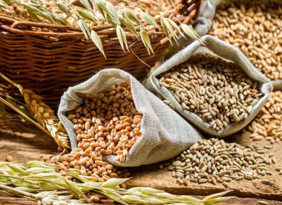 Different types of cereal grains with ears
